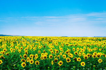Fototapeta premium sunflower field