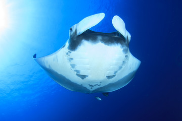 Manta Ray