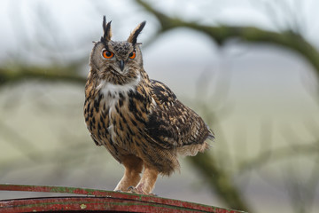 The Eurasian eagle-owl (Bubo bubo)