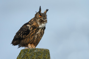 The Eurasian eagle-owl (Bubo bubo) in last light