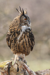 The Eurasian eagle-owl (Bubo bubo)