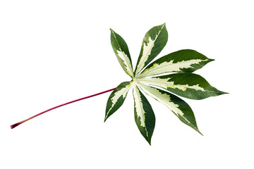 White and green leaf cassava