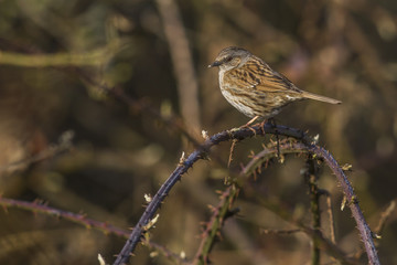 Heckenbraunelle sitzt auf einem Dornenstrauch