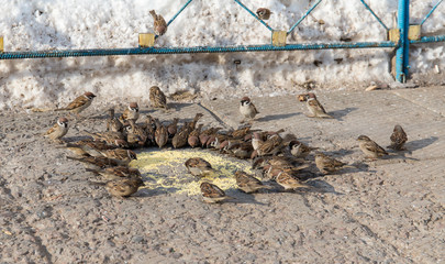 millet for birds