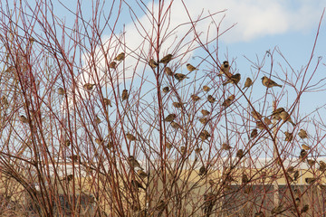 large flock of sparrows