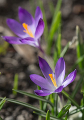 purple crocuses in early spring