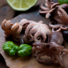 Close-up of baby octopuses, selective focus, shallow DOF
