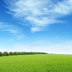 Obraz premium spring meadow and blue sky