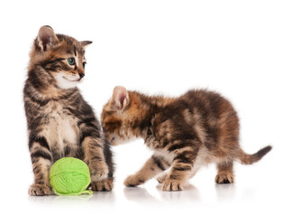 Cute kittens