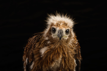 Young Brahminy Kite , Red-backed Sea-eagle