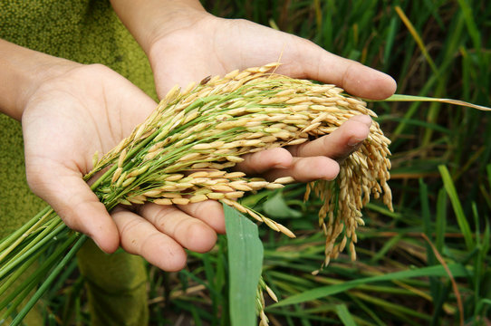 World food security, famine, Asia rice field
