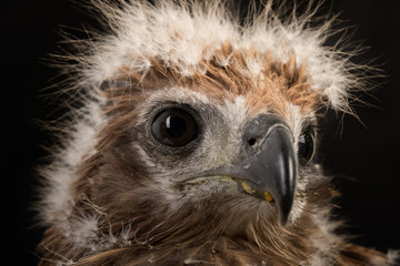 Young Brahminy Kite , Red-backed Sea-eagle