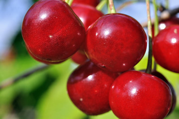 close-up of ripe  cherry on a tree