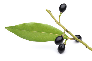 Laurel Plant , Bay fruit