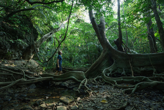 Man standing looking at huge ancient forest tree deep in the Jungle of Iriomote-jima, tropical Japan whilst on an adventure vacation