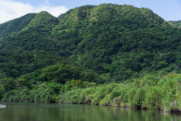 Mangrove forest swamp and stream with spectacular rainforest background in Okinawa, Japan