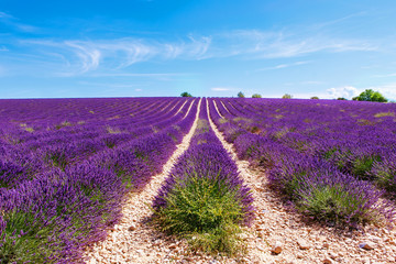 Fototapeta na wymiar Blooming lavender fields near Valensole in Provence, France.