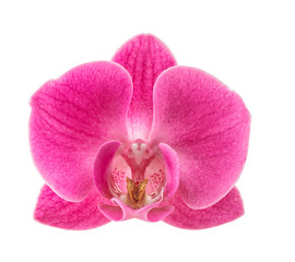Orchid flower head isolated on white background. Pink blossom