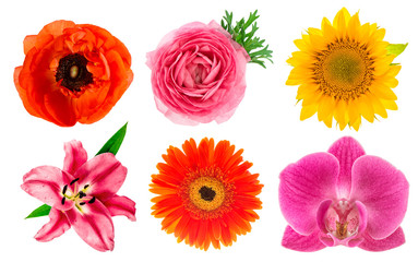 Single flower heads. Lily, orchid, ranunculus, sunflower, gerber