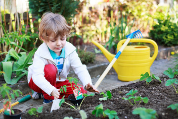 Adorable blond boy planting seeds and seedlings of tomatoes