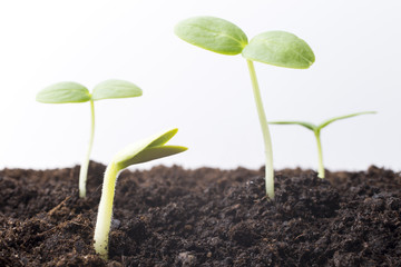 From seeds grown young seedlings.