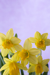 Fototapeta na wymiar Daffodils.