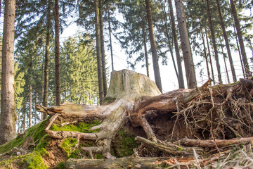 Alter Baumstamm im Wald