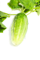 cucumber