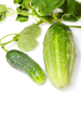 cucumber