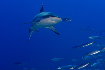 Grey shark jaws ready to attack underwater close up portrait