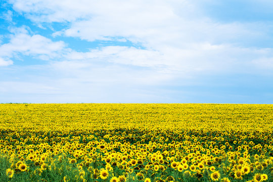 sunflower with blue sky and beautiful sun / sunflower © Ruslan Ivantsov