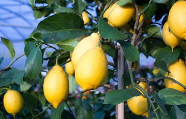 Yellow ripe lemons hung on the tree in Palermo