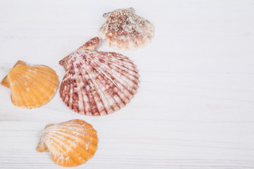 seashells on wooden surface