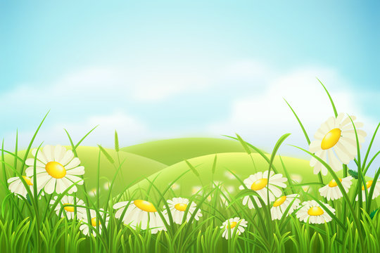 Spring meadow with green grass, hills and daisies
