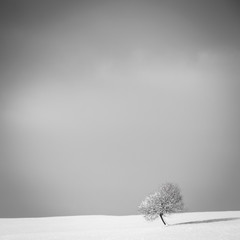 lonely tree (171x)