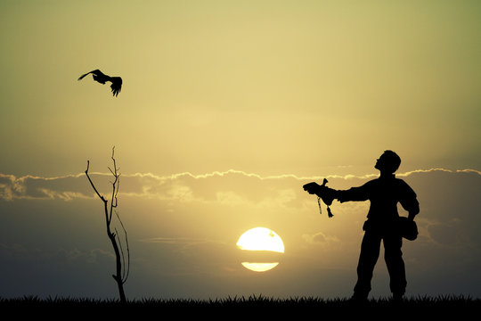 falconry at sunset