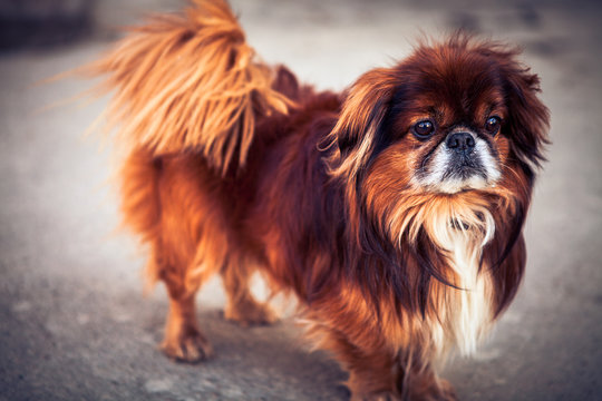 pekinese dog