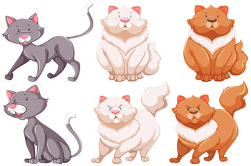 Different specie of cats