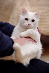 White cat on hands.