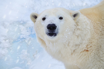 Полярный медведь.