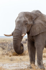 Fototapeta na wymiar big african elephants on Etosha national park
