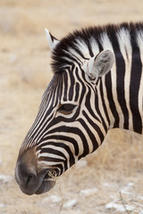 Naklejka premium Zebra portrait. Burchell's zebra, Equus quagga burchellii.