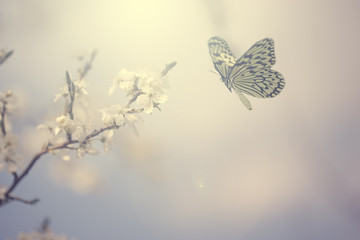 Fototapeta premium Pastelowe kolorowe zdjęcie kwiatów motyla i wiosny