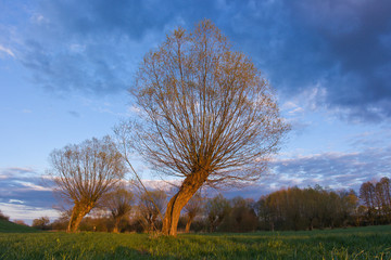 Wierzby © Grzegorz Piaskowski