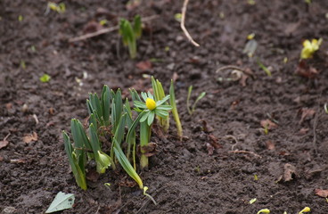 Flowering winter aconite (Eranthis hyemalis) in spring
