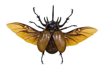 flying rhinoceros brown beetle isolated on white