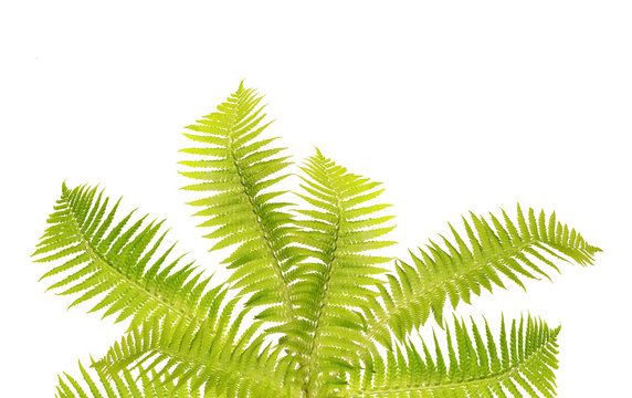bunch of seven fern leaves on white