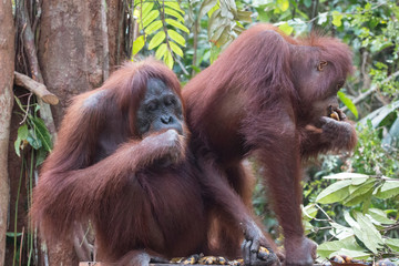 Orang Utans