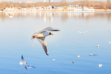 A black-headed seagull, Chroicocephalus ridibundus, with a ring and matriculation number is flying over the blue waters of the Dnieper river in Kiev the capitol of Ukraine