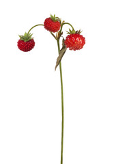 three dark red strawberries on stem